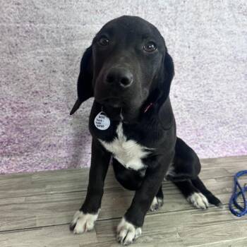 Labrador Retriever and Bloodhound Dogs Available for Adoption in Normal, Illinois - Judy | PetCurious
