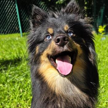 Huxley -  Mixed Breed Dog for Adoption in Michigan City, Indiana - Huxley | PetCurious