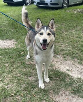 Rescue Husky Dogs for Adoption in Troy, Alabama - Dapper | PetCurious