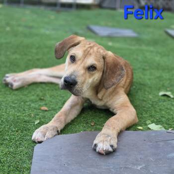 Felix -  Labrador Retriever and Mixed Breed Dog for Adoption in Blairstown, New Jersey - Felix | PetCurious