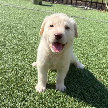 Remi -  Golden Retriever and Labrador Retriever Dog for Adoption - Remi | PetCurious