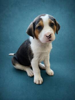 Labrador Retriever and Hound Dogs Available for Adoption in Heber Springs, Arkansas - August | PetCurious