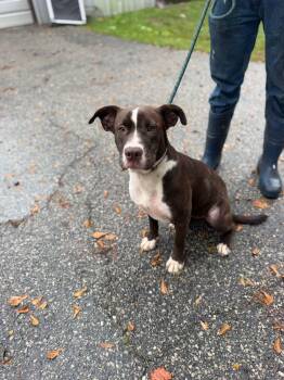 Opra -  Chocolate Labrador Retriever Dog for Adoption in Elizabethtown, North Carolina - Opra | PetCurious