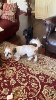 Blue -  Shih Tzu Dog for Adoption in Richardson, Texas - Blue | PetCurious