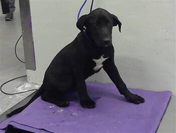 Labrador Retriever and Mixed Breed Dogs Available for Adoption in Houston, Texas - LOUIS | PetCurious
