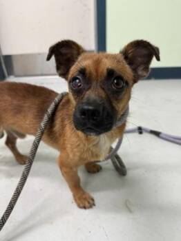 Willikers -  Mixed Breed Dog for Adoption in Savannah, Georgia - Willikers | PetCurious