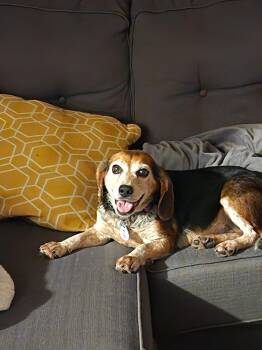 Chloe -  Beagle Dog for Adoption in Lockport, New York - Chloe | PetCurious