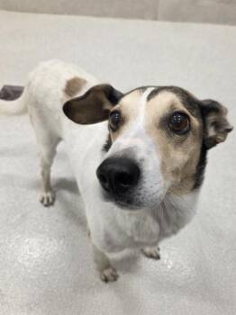 Max -  Parson Russell Terrier and Mixed Breed Dog for Adoption in Honolulu, Hawaii - Max | PetCurious