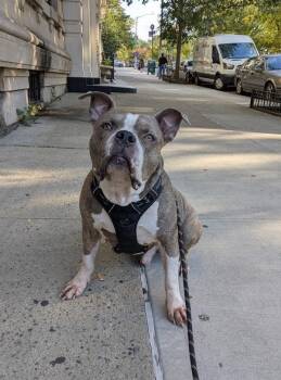 Brock -  Mixed Breed Dog for Adoption in New York, New York - Brock | PetCurious