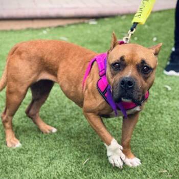Taffy -  American Staffordshire Terrier Dog for Adoption in Glendale, Arizona - Taffy | PetCurious