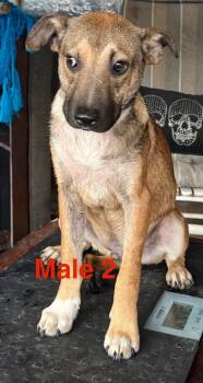 Rescue German Shepherd Dog and Labrador Retriever Dogs for Adoption in Crossville, Tennessee - Hans | PetCurious