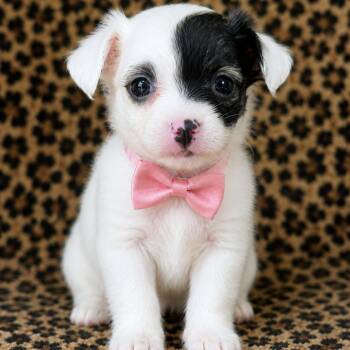 Ducky -  Chihuahua Dog for Adoption in Crosby, Texas - Ducky | PetCurious