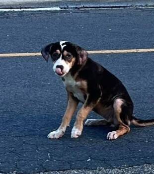 Sweet Annie Girl -  Beagle Dog for Adoption in Conway, South Carolina - Sweet Annie Girl | PetCurious
