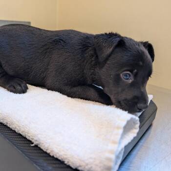 Jane -  Black Labrador Retriever and Mixed Breed Dog for Adoption in Pasadena, California - Jane | PetCurious