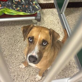 Emma II -  Shepherd and Mixed Breed Dog for Adoption in Milan, Illinois - Emma II | PetCurious