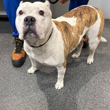 Mia -  Pit Bull Terrier Dog for Adoption in Allentown, Pennsylvania - Mia | PetCurious