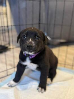 Australian Shepherd and Border Collie Dogs Available for Adoption - Wilma | PetCurious