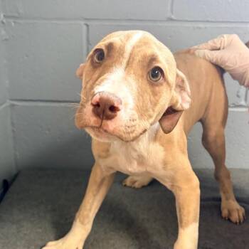 Barrett -  Pit Bull Terrier Dog for Adoption in Belleville, Illinois - Barrett | PetCurious