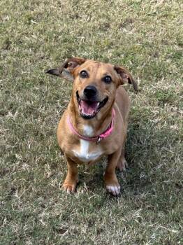 Rescue Dachshund Dogs for Adoption in Daphne, Alabama - Dottie | PetCurious