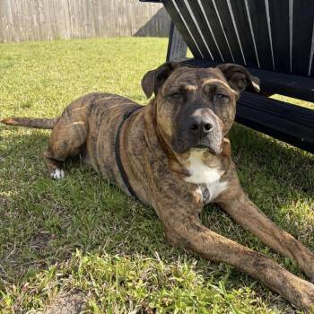 Kenny -  Mixed Breed Dog for Adoption in Beulaville, North Carolina - Kenny | PetCurious