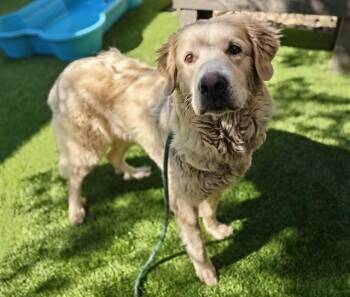 VALKO -  Great Pyrenees Dog for Adoption in San Jose, California - VALKO | PetCurious