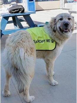 Wheaten Terrier Dogs Available for Adoption - Teddy | PetCurious
