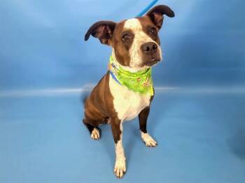 Pit Bull Terrier and Mixed Breed Dogs Available for Adoption - THUMBALINA | PetCurious