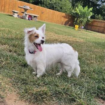 Moon Beam -  Dachshund and Australian Shepherd Dog for Adoption in Springfield, Missouri - Moon Beam | PetCurious