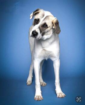 Rescue Great Pyrenees Dogs for Adoption in Oklahoma City, Oklahoma - BOSCO 464562 Housebroken!96PoundsOfLOVE! | PetCurious