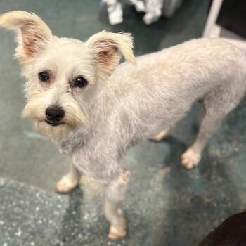 Minty -  Poodle and Havanese Dog for Adoption in St. Augustine, Florida - Minty | PetCurious