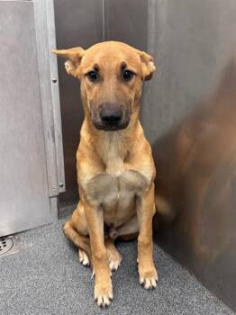 Rescue Belgian Shepherd Malinois and Mixed Breed Dogs for Adoption in Dallas, Texas - OTTER | PetCurious