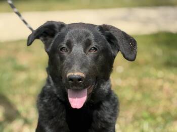 Labrador Retriever and German Shepherd Dog Dogs Available for Adoption in Meherrin, Virginia - Isley | PetCurious