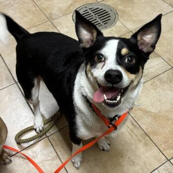 Chihuahua Dogs Available for Adoption in Troutdale, Oregon - Rocky | PetCurious