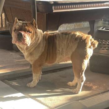 English Bulldog Dogs Available for Adoption in San Antonio, Texas - KOKO | PetCurious