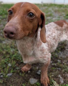 Hank in WI -  Dachshund Dog Available for Adoption in Shelbyville, Tennessee - Hank In WI | PetCurious