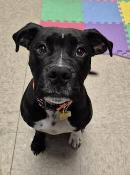 Dax -  Mixed Breed Dog for Adoption in Hamilton, Ohio - Dax | PetCurious