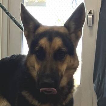 112664 -  Mixed Breed Dog for Adoption in Las Cruces, New Mexico - 112664 | PetCurious