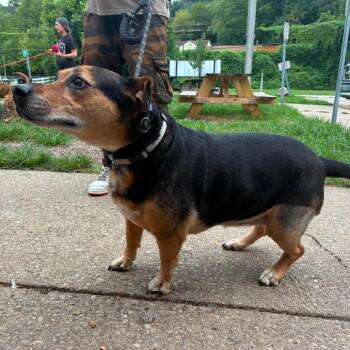 Katara -  Mixed Breed Dog for Adoption in Huntington, West Virginia - Katara | PetCurious