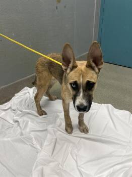 MOONPIE -  German Shepherd Dog and Mixed Breed Dog for Adoption in Las Vegas, Nevada - MOONPIE | PetCurious