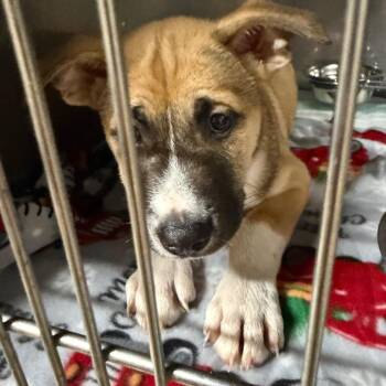 Archie -  Mixed Breed Dog for Adoption in Madisonville, Kentucky - Archie | PetCurious