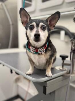 Chihuahua and Corgi Dogs Available for Adoption - Shelby | PetCurious