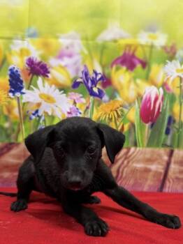 Rescue Terrier and Mixed Breed Dogs for Adoption in San Antonio, Texas - Daniela | PetCurious