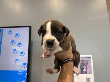 Pit Bull Terrier Dogs Available for Adoption in Rowlett, Texas - OREGON | PetCurious
