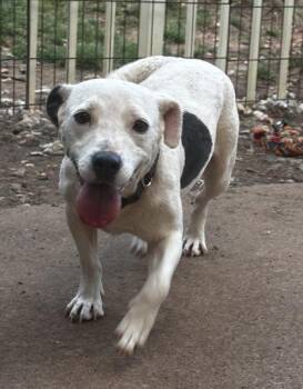 Parson Russell Terrier and Mixed Breed Dogs Available for Adoption in Wilkesboro, North Carolina - Clarabelle | PetCurious