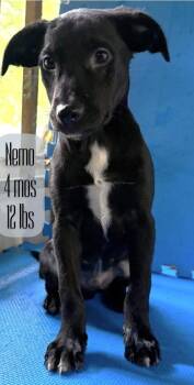 Patterdale Terrier Fell Terrier and Black Labrador Retriever Dogs Available for Adoption in Greenville, North Carolina - Nemo | PetCurious