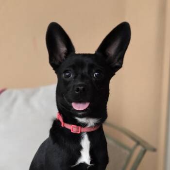 Gia -  Miniature Pinscher and Chihuahua Dog for Adoption in Boerne, Texas - Gia | PetCurious