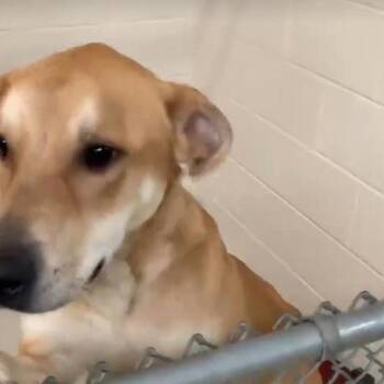 Mixed Breed Dogs Available for Adoption in Chicago, Illinois - Ike | PetCurious