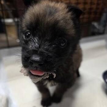 Shepherd and Mixed Breed Dogs Available for Adoption in Lawrenceville, Georgia - Lobito | PetCurious