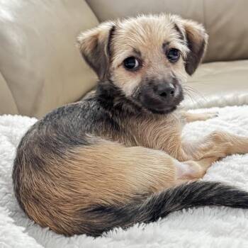 Terrier Dogs Available for Adoption in Las Vegas, Nevada - Mike | PetCurious
