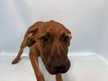 Tyr -  Mountain Cur and Mixed Breed Dog for Adoption in Golden Valley, Minnesota - Tyr | PetCurious